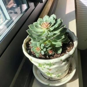 Meet your Posher, Babs